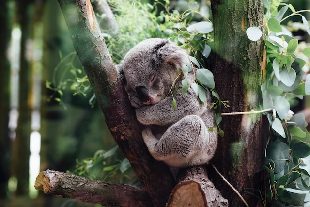 Austrália: o coala está ameaçado de extinção